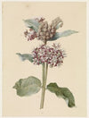 Bloeiende Asclepias species