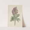 Bloeiende Corydalis bulbosa by Jan Jacob Goteling Vinnis