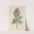 Bloeiende Corydalis bulbosa by Jan Jacob Goteling Vinnis