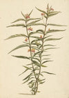 Bloeiende frederiksbloem (Asclepias curassavica)