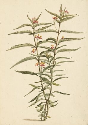 Bloeiende frederiksbloem (Asclepias curassavica)