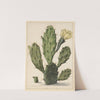 Bloeiende vijgcactus by Herman Saftleven
