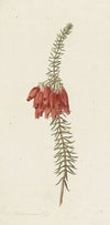 Bloemen (Erica Mammosa)