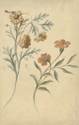Bloemstudie van een rode en een bruine bloem