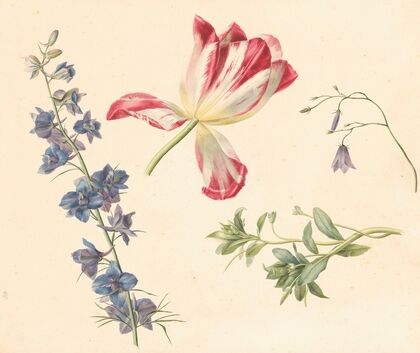 Bloemstudies