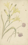 Bloemstudies van een gele lelie en een bloeiende ui (1677 - 1755)