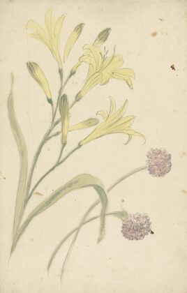 Bloemstudies van een gele lelie en een bloeiende ui (1677 - 1755)