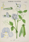 Blomsterert (1930)