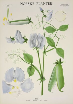 Blomsterert (1930)