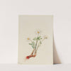 Bloodroot (Sanguinaria canadensis) (1917) by Mary Vaux Walcott