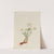 Bloodroot (Sanguinaria canadensis) (1917) by Mary Vaux Walcott
