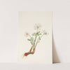 Bloodroot. Sanguinaria canadensis (1925) by Mary Vaux Walcott