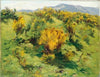 Blooming Gorse