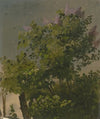 Blooming lilac bush