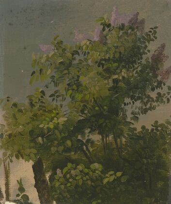 Blooming lilac bush