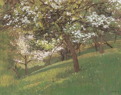Blooming orchard