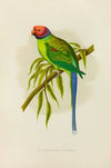 Blossom-Headed Parrakeet (1884-1887)