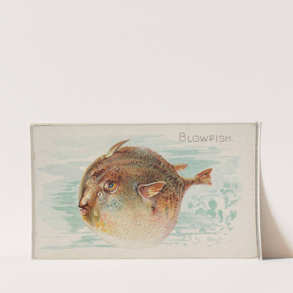 Blowfish (1889) by Allen &amp; Ginter