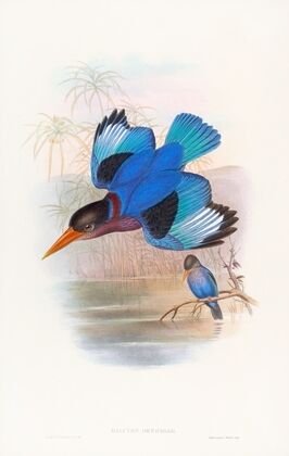 Blue-and-white Kingfisher