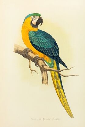 Blue and Yellow Macaw (1884-1887)