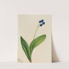 Blue Bead (Clintonia borealis) (1932) by Mary Vaux Walcott