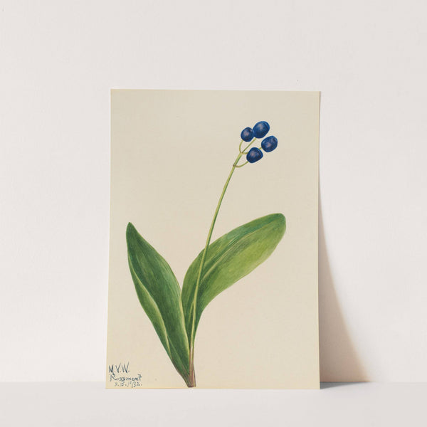 Blue Bead (Clintonia borealis) (1932) by Mary Vaux Walcott