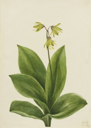 Tall Larkspur (Delphinium elongatum) (1920)