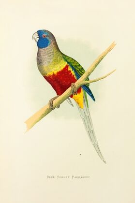 Blue Bonnet Parrakeet (1884-1887)