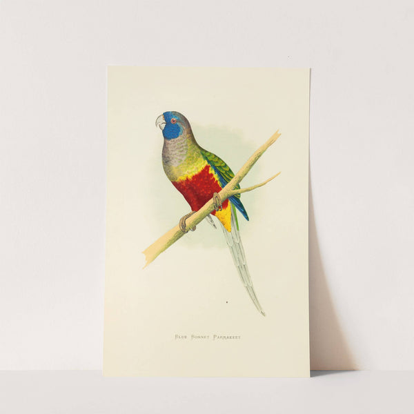 Blue Bonnet Parrakeet (1884-1887) by Alexander Francis Lydon