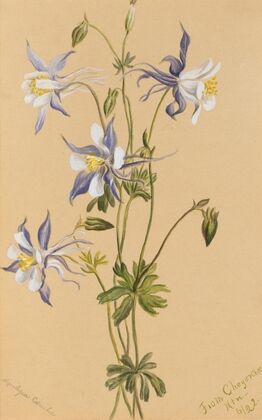 Double Bladderpod (flower). Physaria didymocarpa (1925)