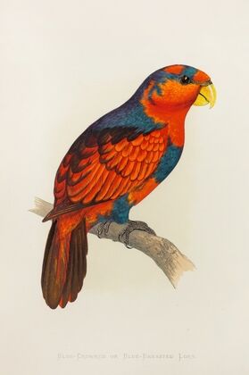 Blue-Crowned or Blue-Breasted Lory (1884-1887)