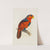Blue-Crowned or Blue-Breasted Lory (1884-1887) by Alexander Francis Lydon