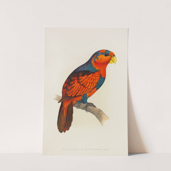 Blue-Crowned or Blue-Breasted Lory (1884-1887) by Alexander Francis Lydon