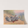 Blue Eared-Pheasant by George Edward Lodge
