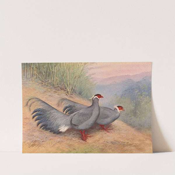 Blue Eared-Pheasant by George Edward Lodge