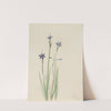 Blue-eyed-grass (Sisyrinchium angustifolium) (1920) by Mary Vaux Walcott