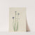 Blue-eyed-grass (Sisyrinchium angustifolium) (1920) by Mary Vaux Walcott