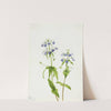 Blue-Eyed Mary (Collinsia verna) (1927) by Mary Vaux Walcott