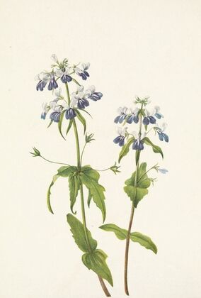 Blue-eyed-mary. Collinsia verna (1925)