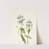 Blue-eyed-mary. Collinsia verna (1925) by Mary Vaux Walcott