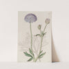 Blue-flowered Trachymene by Sydenham Edwards