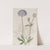 Blue-flowered Trachymene by Sydenham Edwards