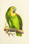 Blue-Fronted Amazon (1884-1887)