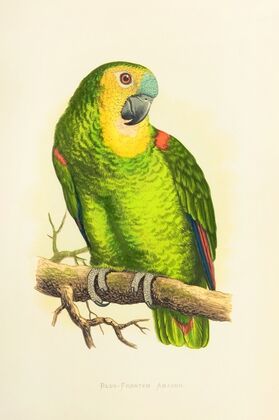Blue-Fronted Amazon (1884-1887)
