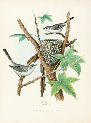 Blue-gray Gnatcatcher