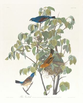 Blue grosbeak