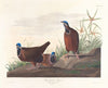 Blue-headed pigeon