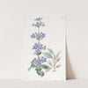Blue-leaved Pentstemon by Sydenham Edwards