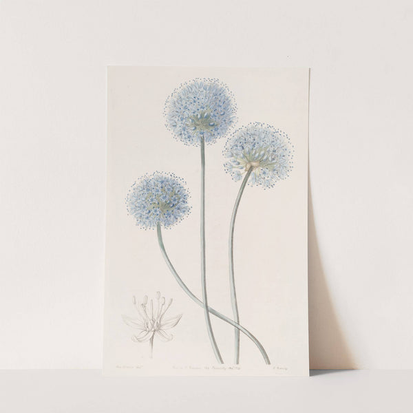Blue Leek by Sydenham Edwards