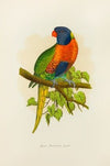Blue Mountain Lory (1884-1887)